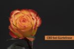 CBD bei Guertelrose (Herpes Zoster)