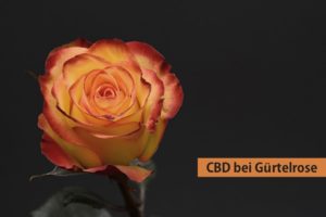 CBD bei Guertelrose (Herpes Zoster)
